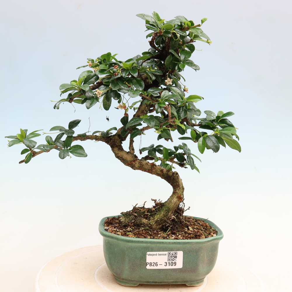 Bonsaï de chambre - Carmona macrophylla - Tea fuki