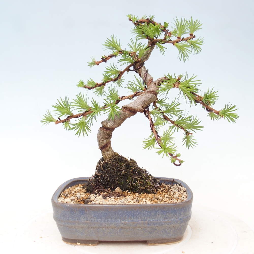 Bonsaï d'extérieur - Larix Kaempferi - Mélèze du Japon