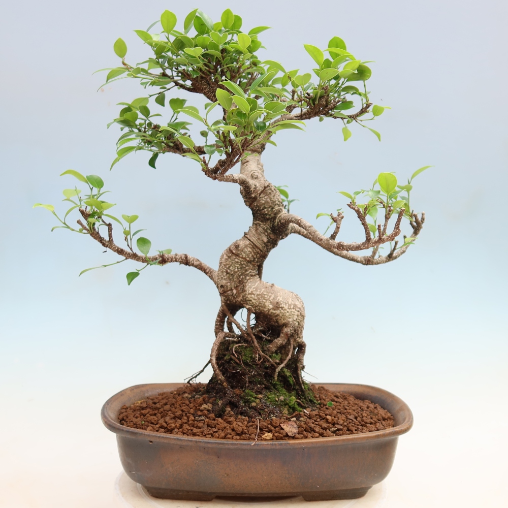 Salle bonsaï - Ficus kimmen - ficus à petites feuilles