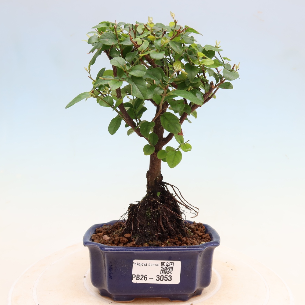 Bonsaï de chambre - Sageretia thea - Sageretia thea