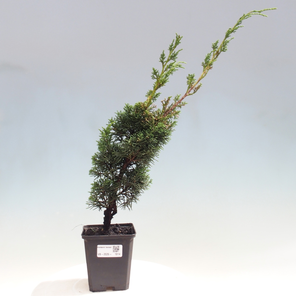 Bonsaï d'extérieur - Juniperus chinensis Kishu