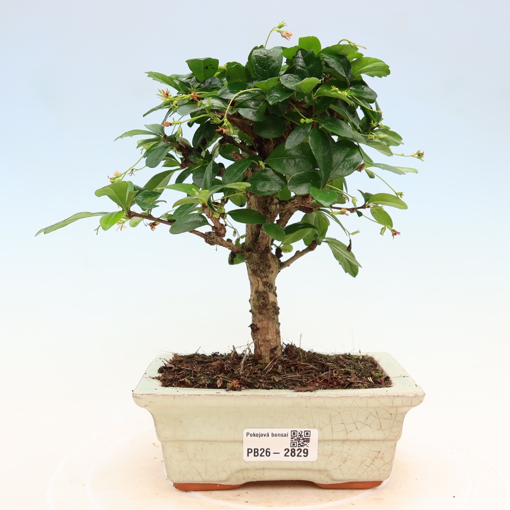 Bonsaï de chambre - Carmona macrophylla - Tea fuki