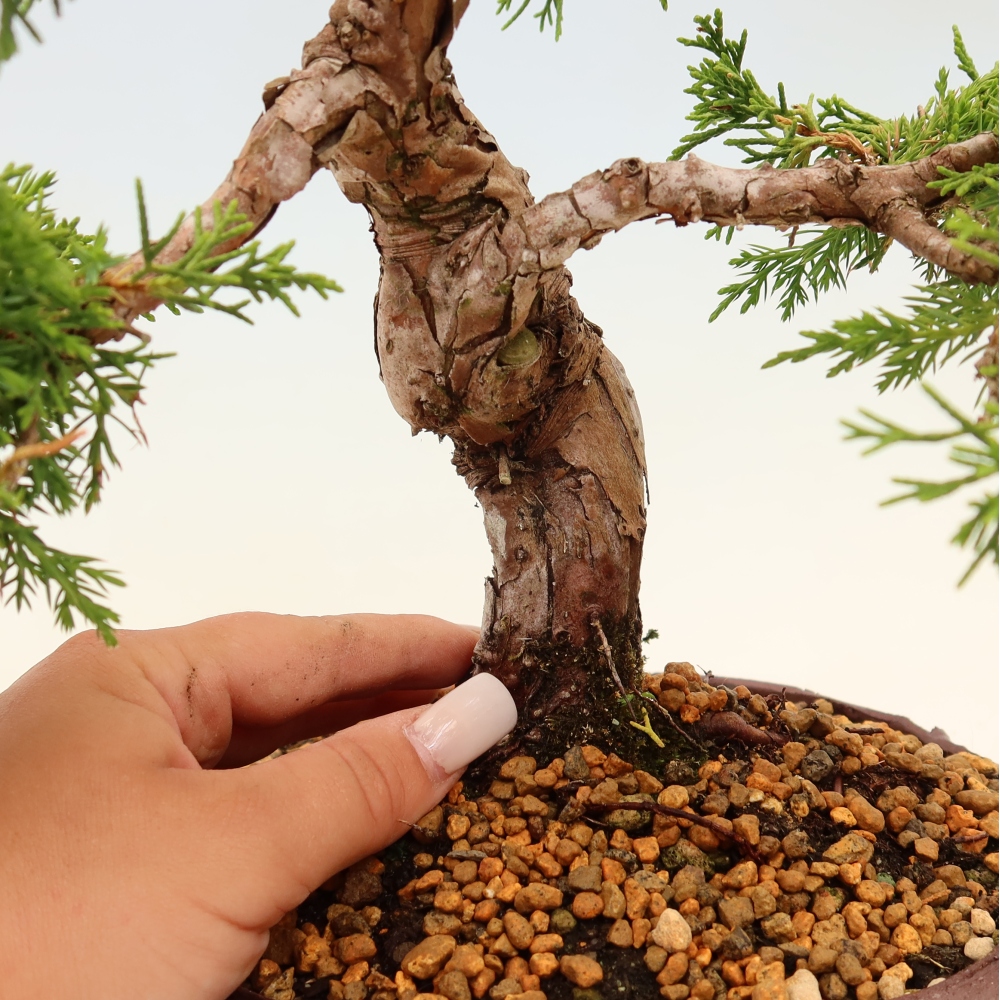Bonsaï d'extérieur - Juniperus chinensis Itoigawa