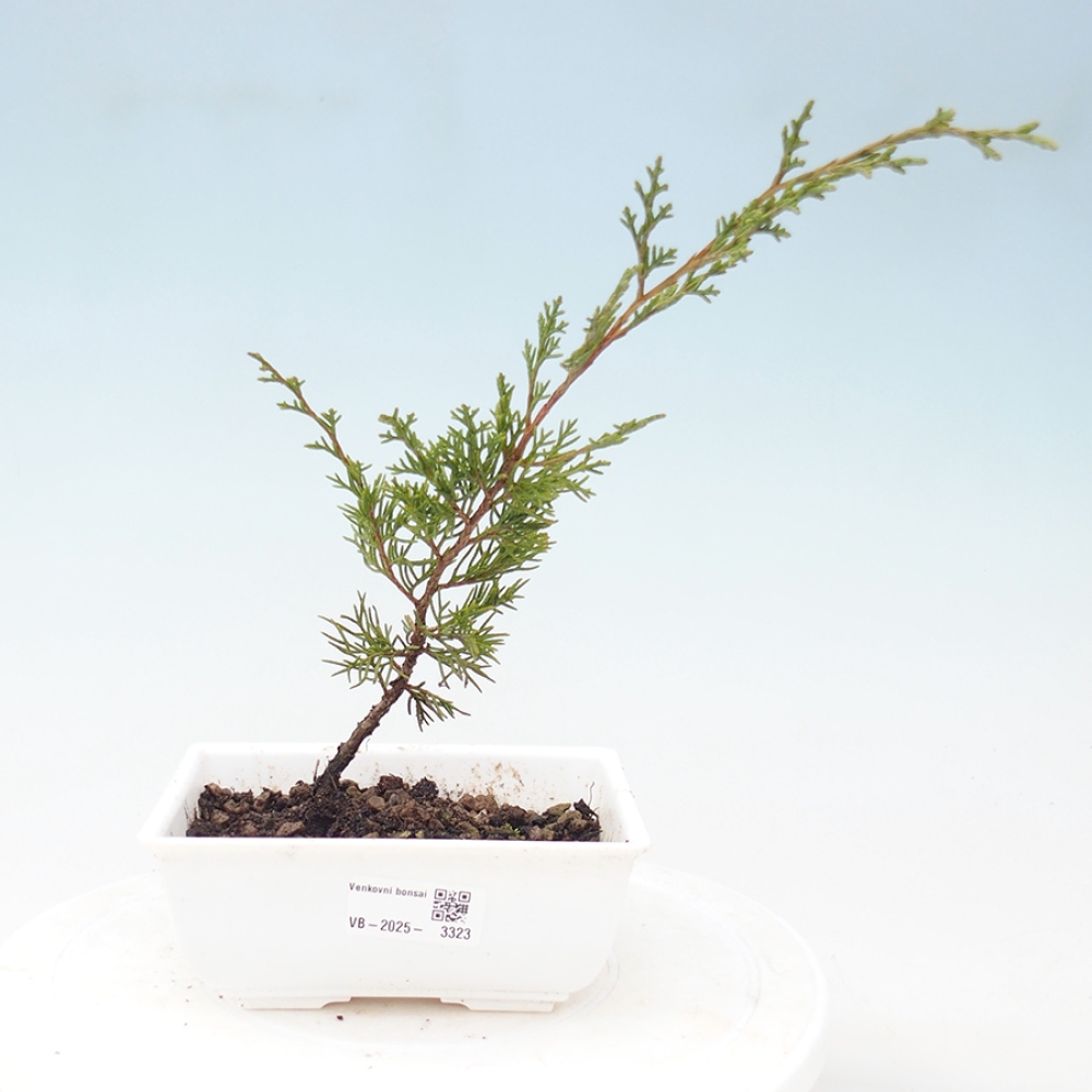 Bonsaï d'extérieur - Juniperus chinensis Itoigawa