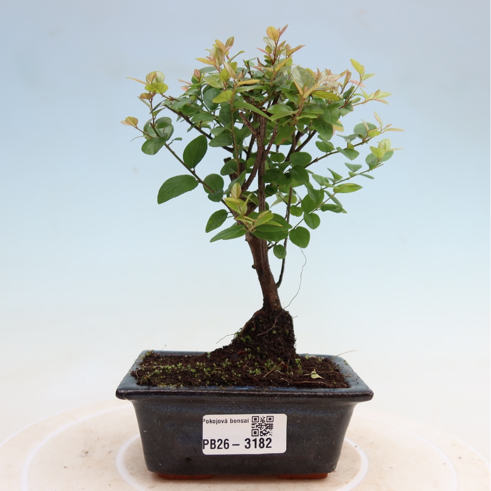 Bonsaï de chambre - Sageretia thea - Sageretia thea