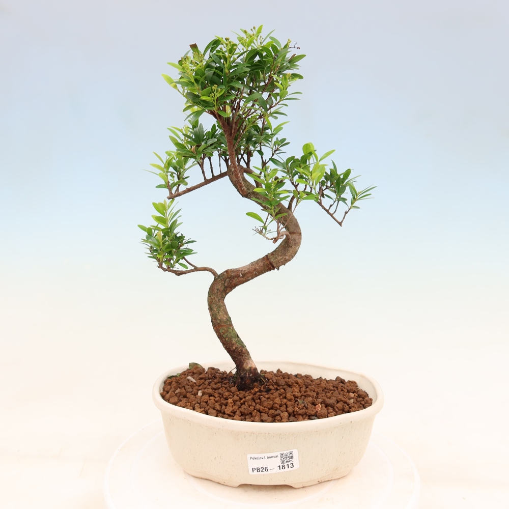 Bonsaï de chambre - Syzygium - Pimento