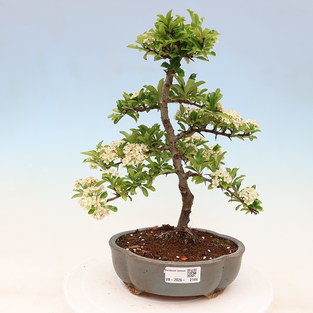 Bonsaï d'extérieur - Pyracantha teton - Pyracantha