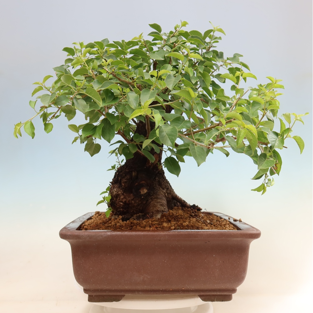 Bonsaï d'extérieur - Mahalebka - Prunus mahaleb