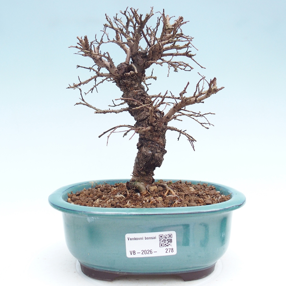 Bonsaï d'extérieur - Zelkova - Zelkova NIRE