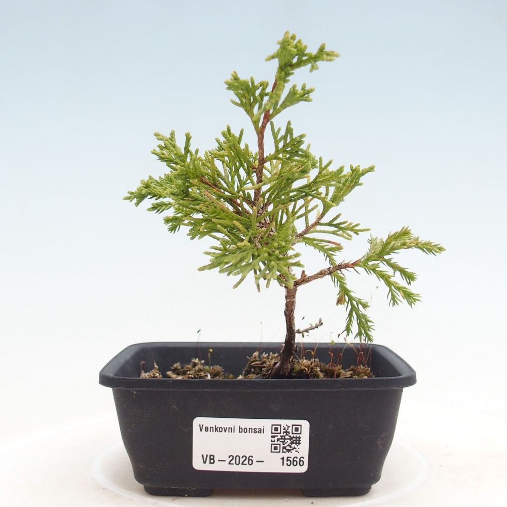 Bonsaï d'extérieur - Juniperus chinensis Itoigawa