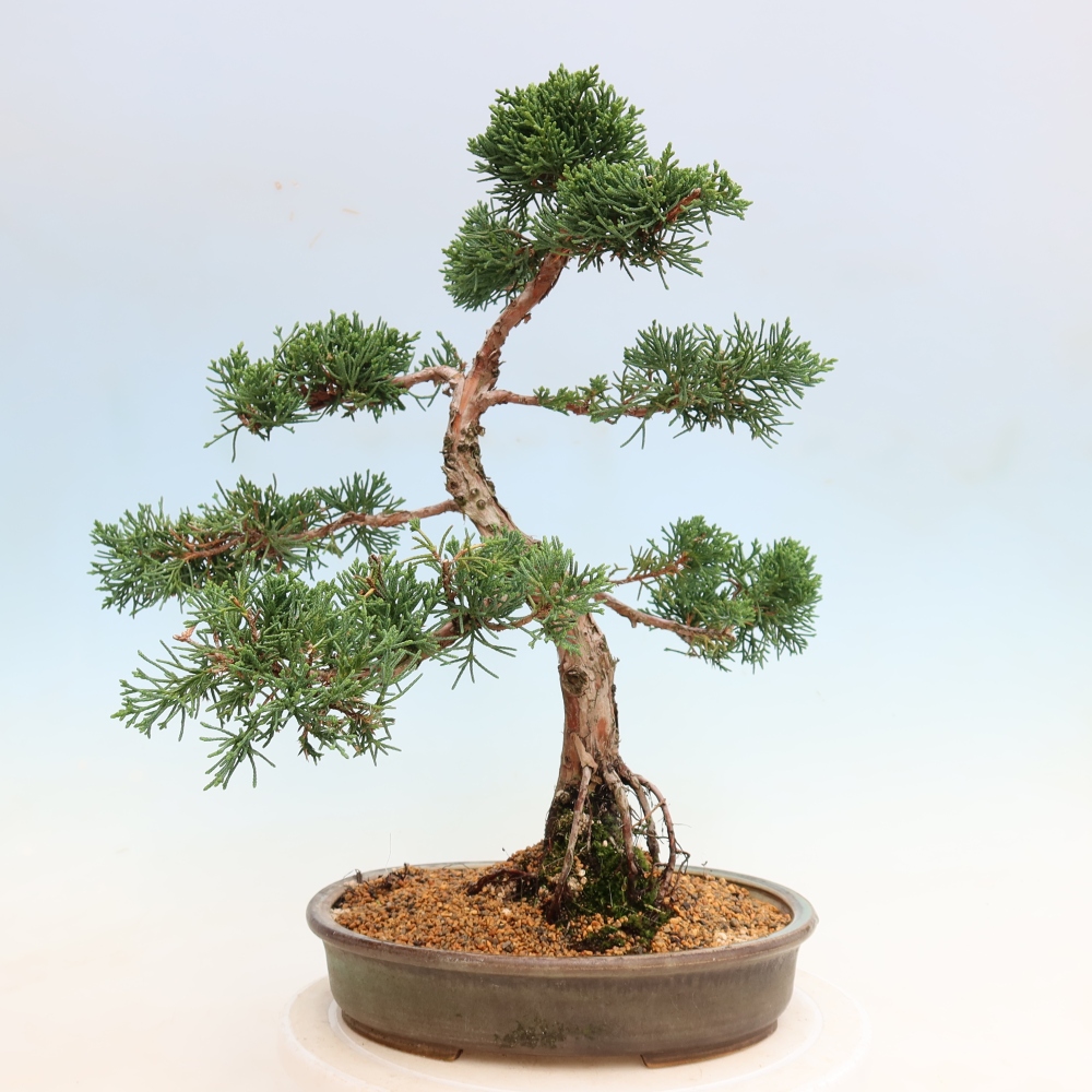 Bonsaï d'extérieur - Juniperus chinensis Kishu