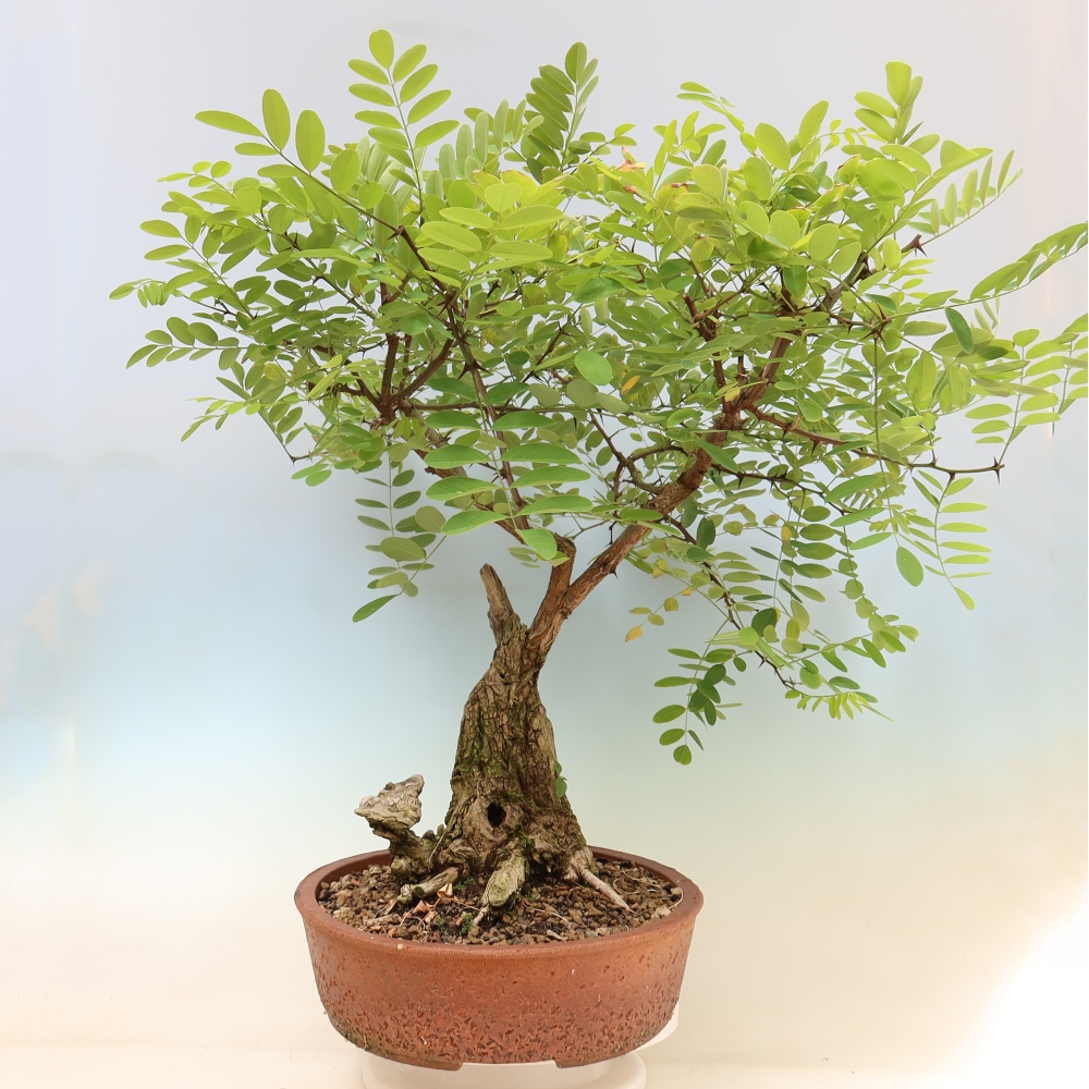 Bonsaï d'extérieur - Acacia épineux - Robinia pseudoacacia
