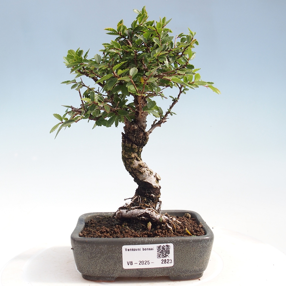 Bonsaï d'extérieur - Zelkova - Zelkova NIRE
