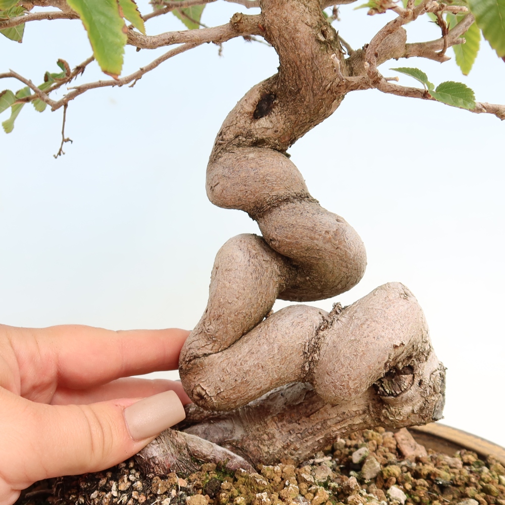 Bonsaï d'extérieur -Carpinus CARPINOIDES - Charme de Corée