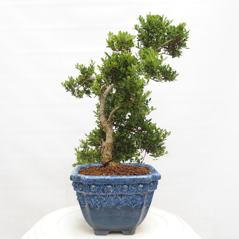 Bonsaï de chambre - Ilex crenata - Houx