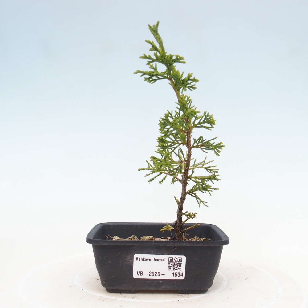 Bonsaï d'extérieur - Juniperus chinensis Itoigawa
