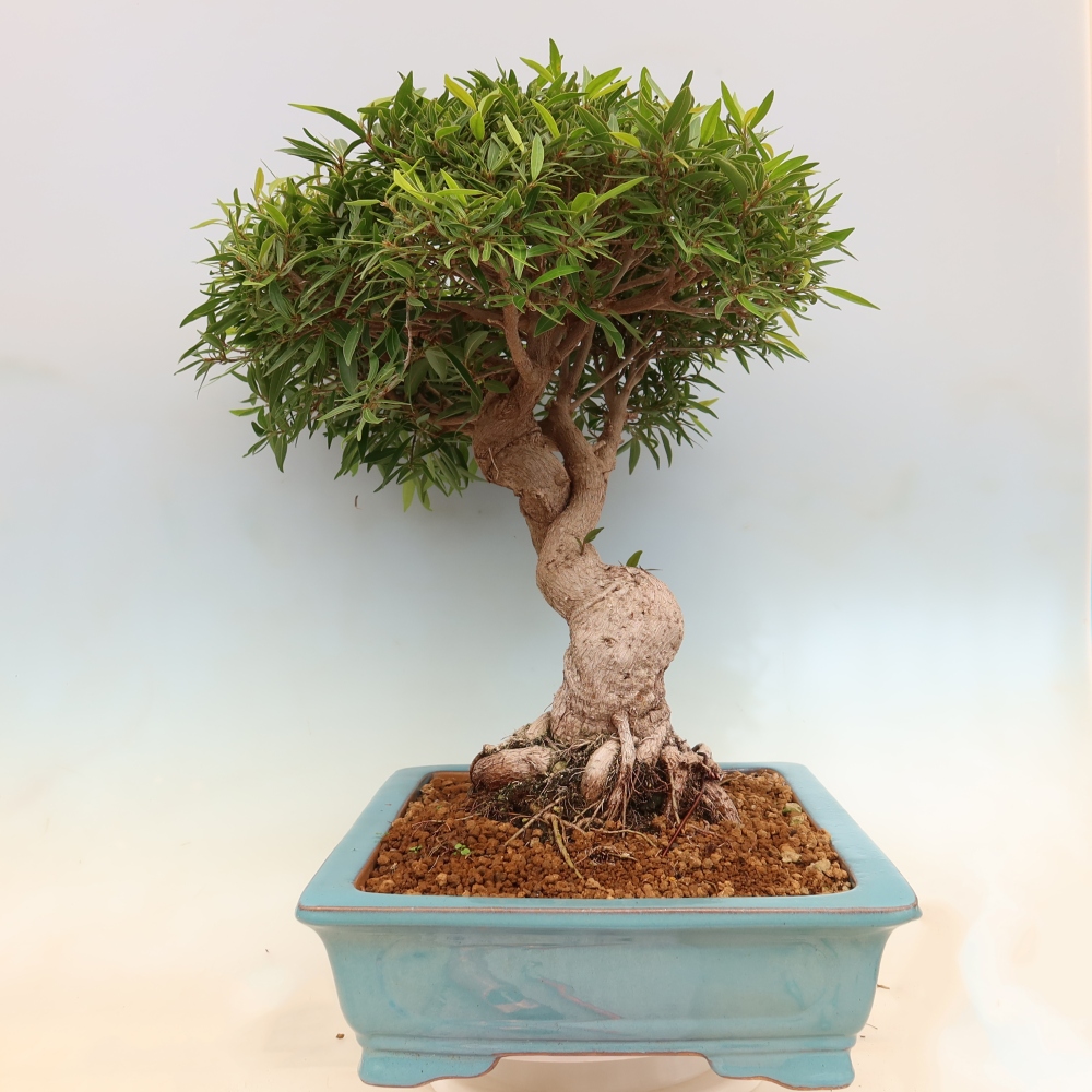 Salle bonsaï - Ficus nerifolia - ficus à petites feuilles