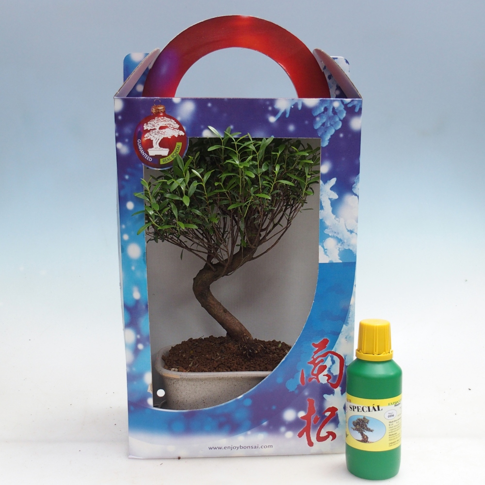 Bonsaï d'intérieur dans une boîte cadeau Syzygium - Pimento tree