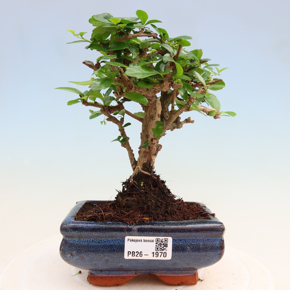 Bonsaï de chambre - Carmona macrophylla - Tea fuki