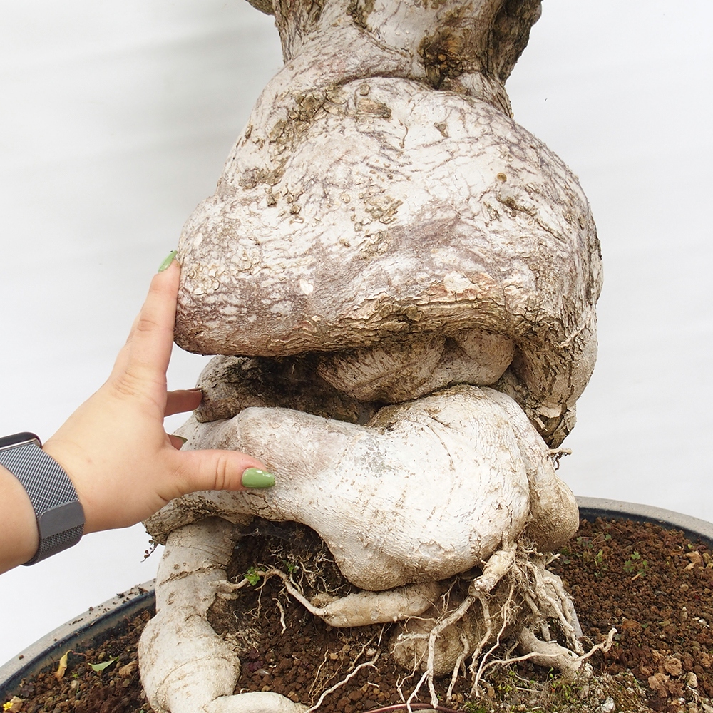 Bonsaï de chambre - Bouganwilea