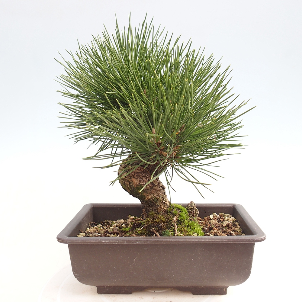 Bonsaï d'extérieur - Pinus thunbergii - Pin de Thunberg