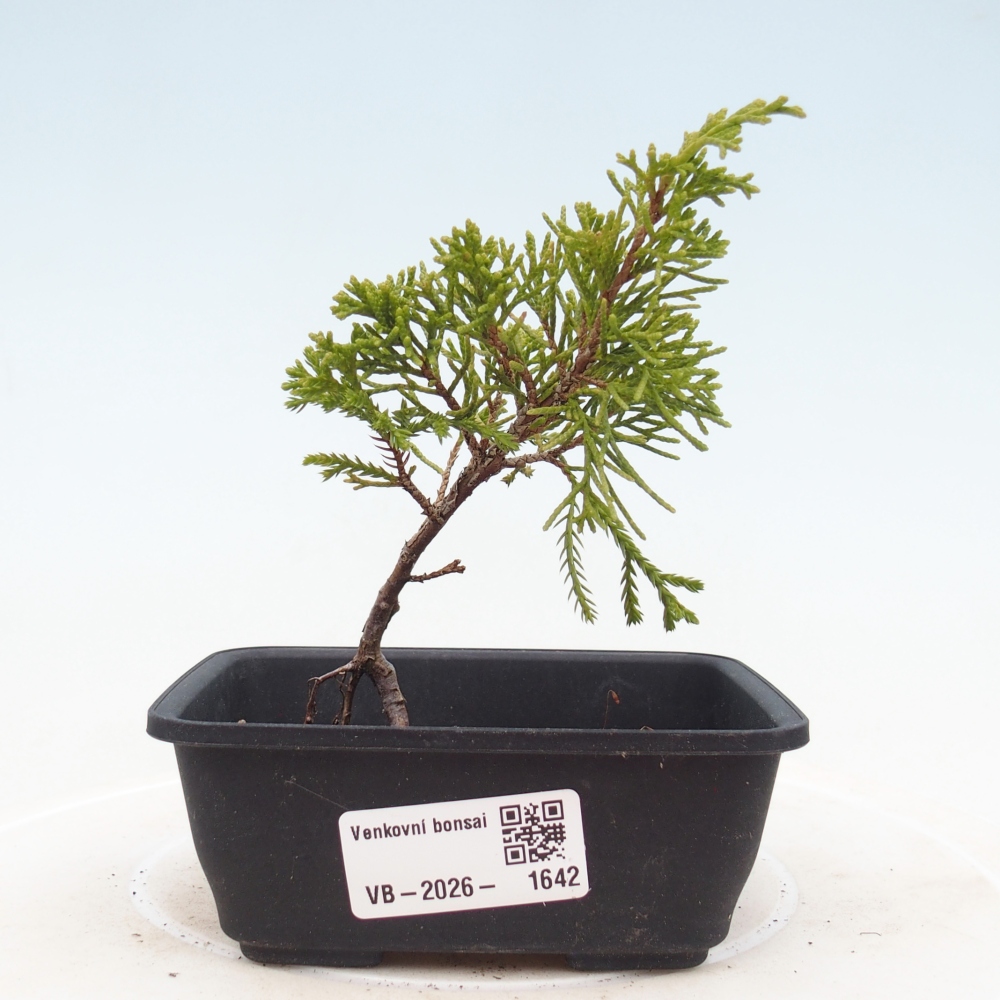 Bonsaï d'extérieur - Juniperus chinensis Itoigawa