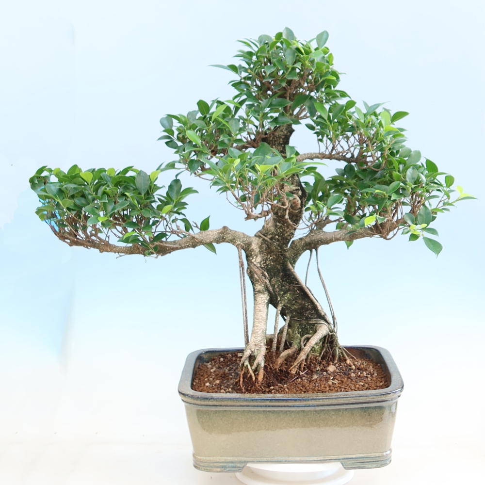 Salle bonsaï - Ficus kimmen - ficus à petites feuilles