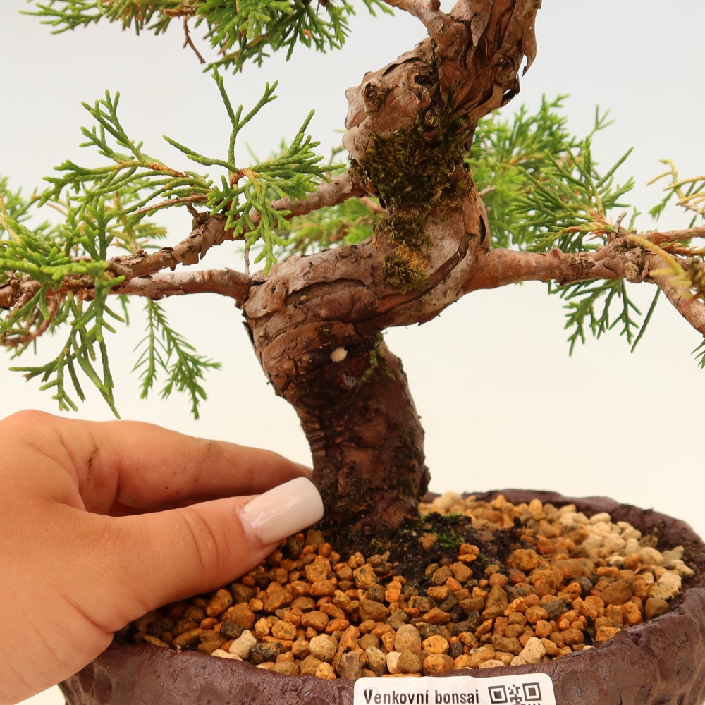 Bonsaï d'extérieur - Juniperus chinensis Itoigawa
