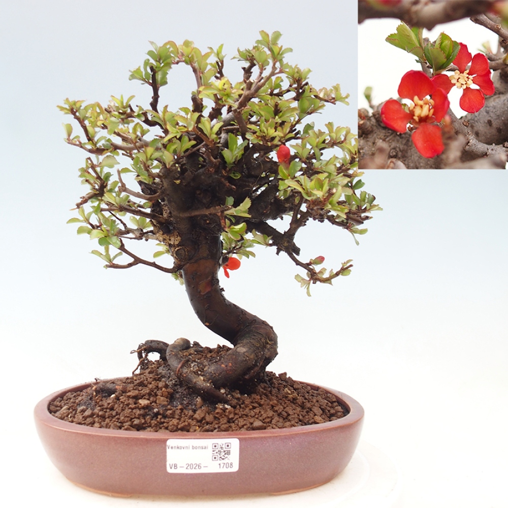 Bonsaï d'extérieur - Chaneomeles speciosa - Coing