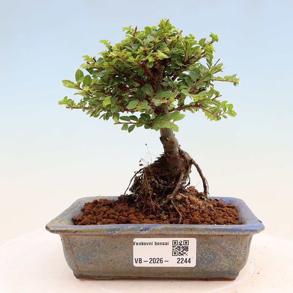 Bonsaï d'extérieur - Ulmus parvifolia Sagei - Orme à petites feuilles