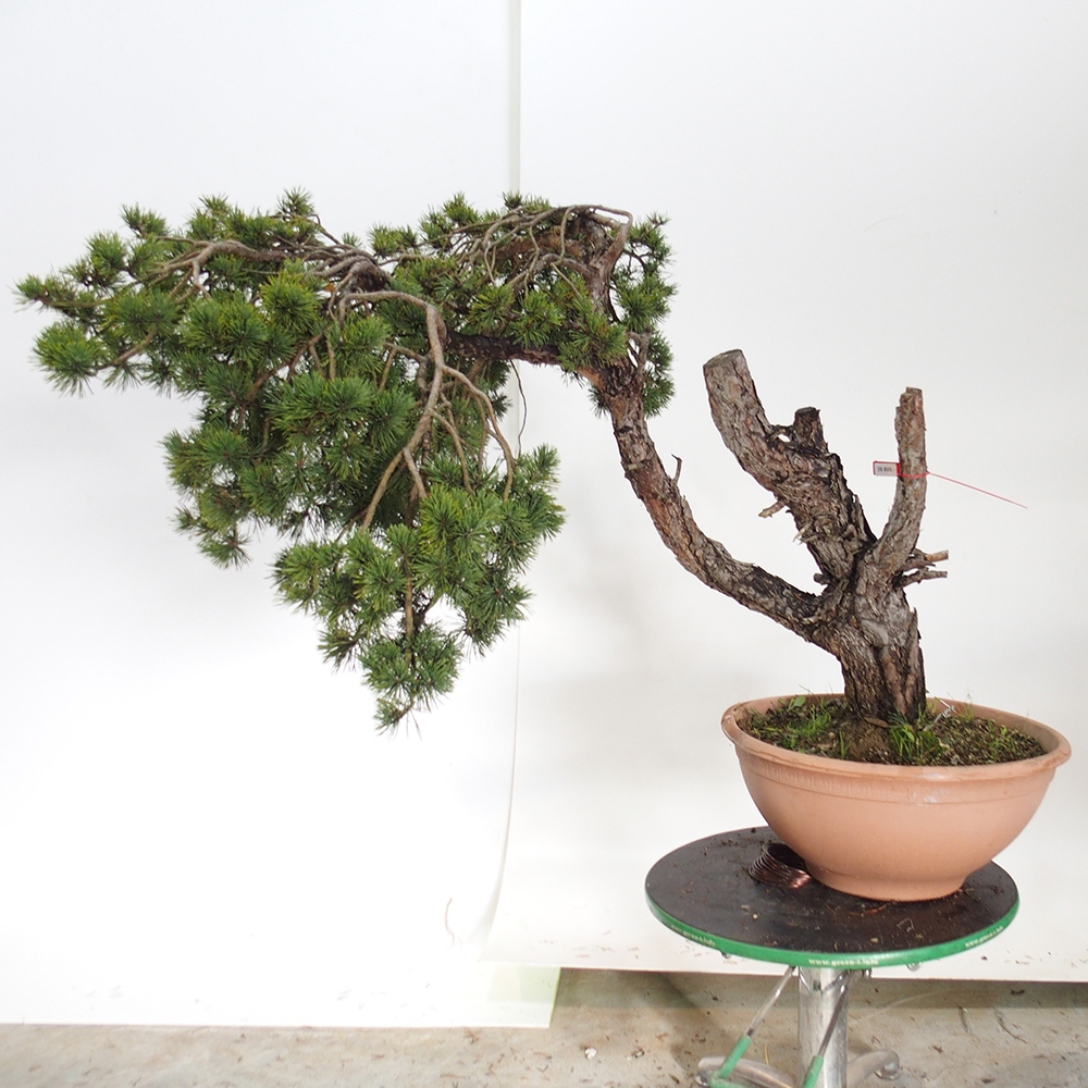 Yamadori - Pinus sylvestris Espagne