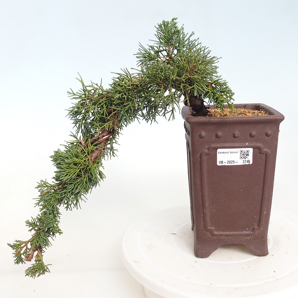 Bonsaï d'extérieur - Juniperus chinensis Kishu