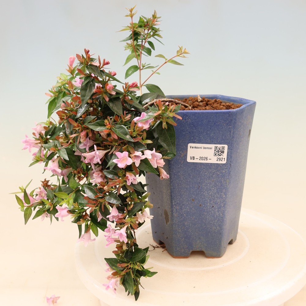 Bonsaï d'extérieur - Abelia Edward Goucher - Abélia à grandes fleurs
