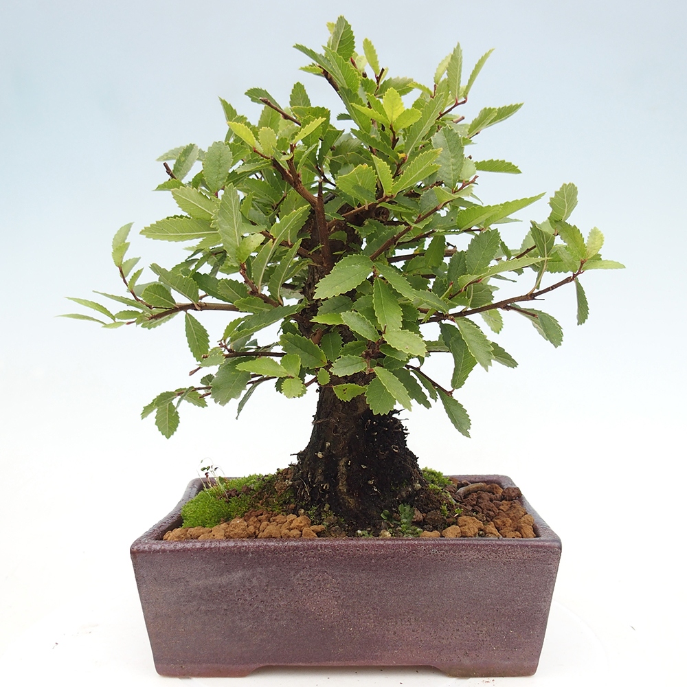 Bonsaï d'extérieur - Zelkova - Zelkova NIRE