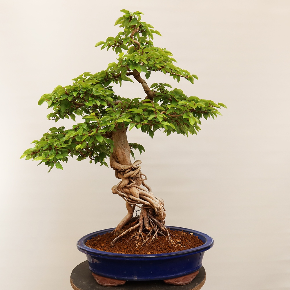 Bonsaï d'extérieur -Carpinus Coreana - Charme de Corée