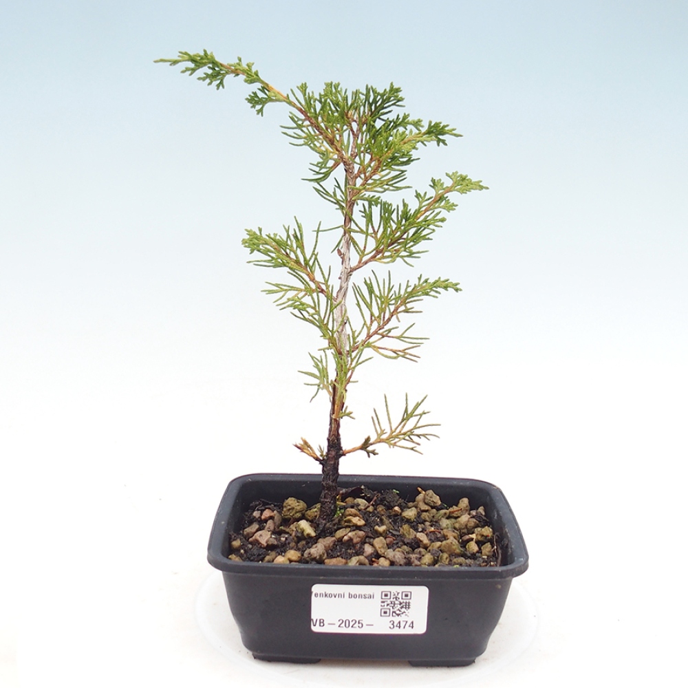 Bonsaï d'extérieur - Juniperus chinensis Itoigawa