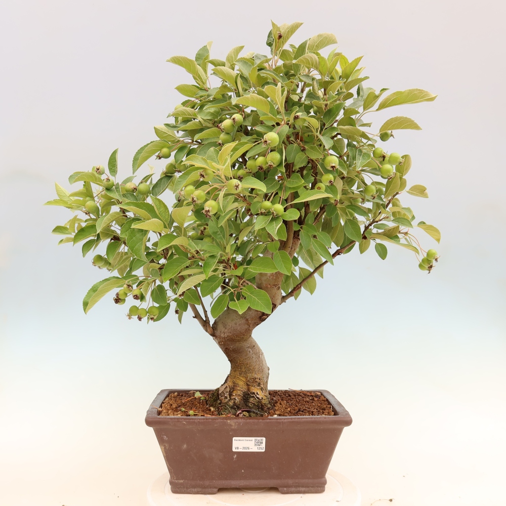Bonsaï d'extérieur -Malus halliana - Pommier à petits fruits