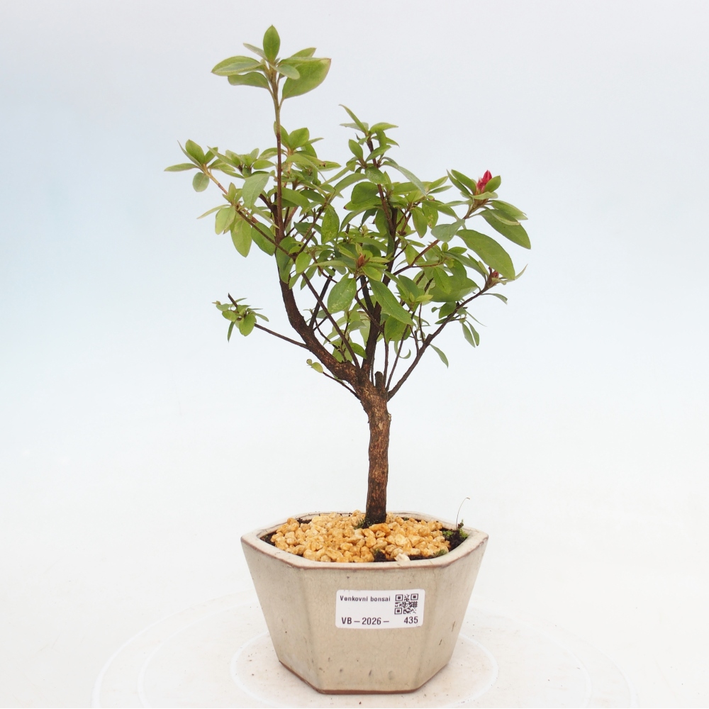 Bonsaïs d'extérieur - Azalée japonaise - Azalea sp.