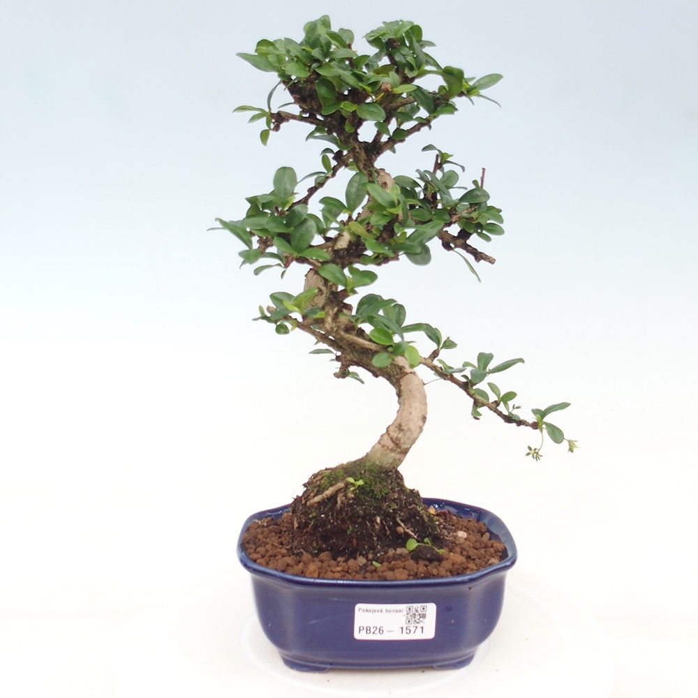 Bonsaï de chambre - Carmona macrophylla - Tea fuki