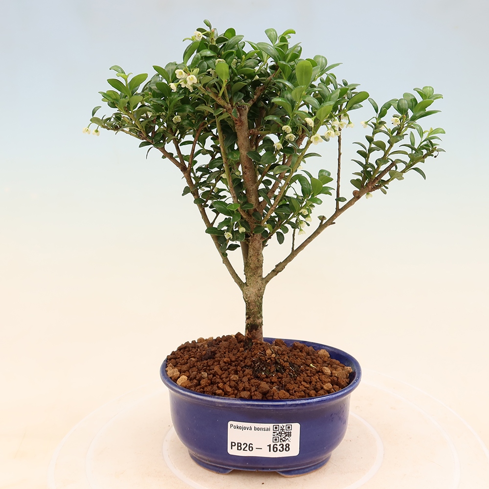 Bonsaï de chambre - Ilex crenata - Houx