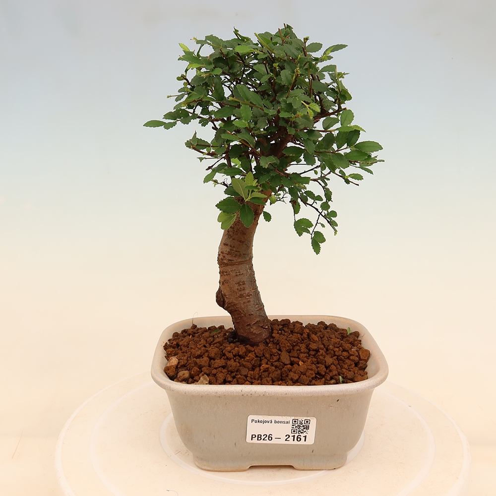 Bonsaï de chambre - Ulmus parvifolia - Orme à petites feuilles
