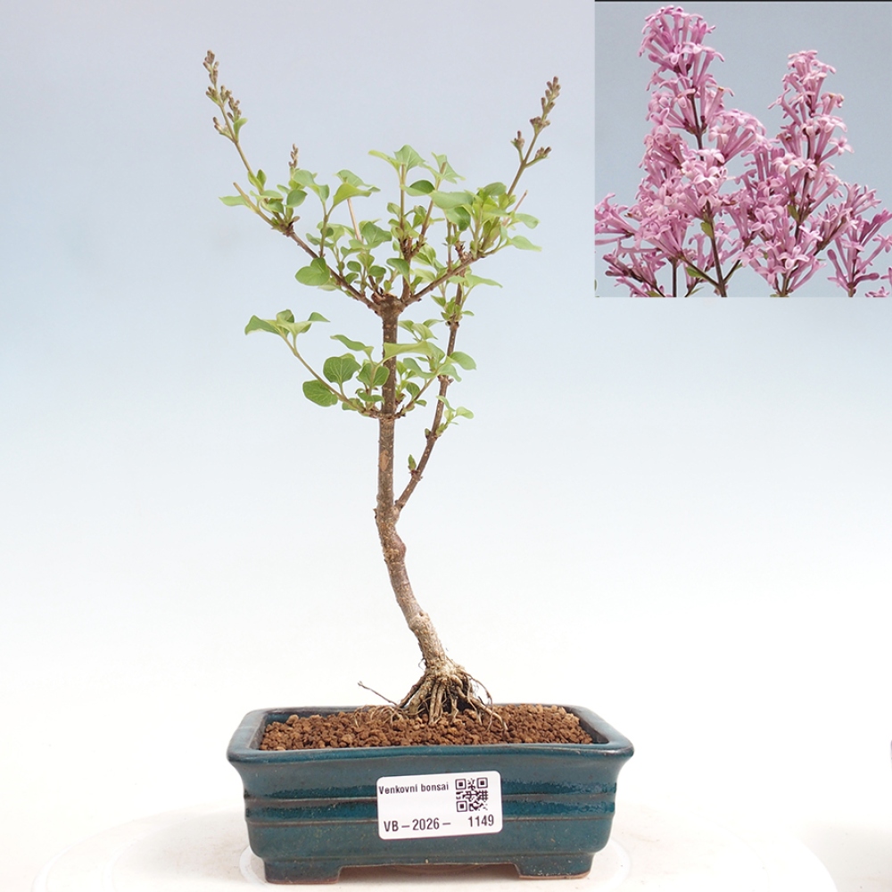 Bonsaï d'extérieur - Syringa Meyeri Palibin - Lilas de Meyer