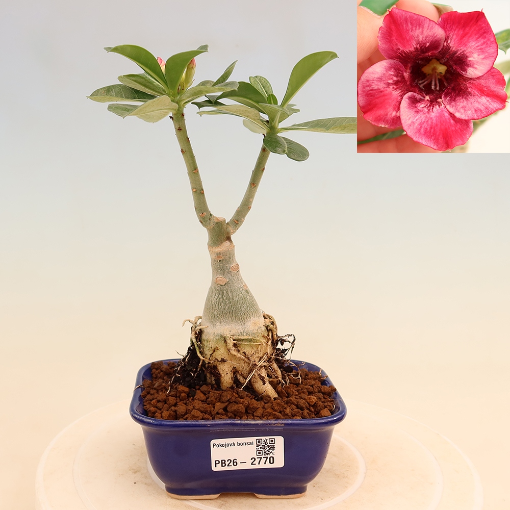 Bonsaï d'intérieur - Adenium obesum greffé « Mumbai Pink Diamond »  - Rose du désert
