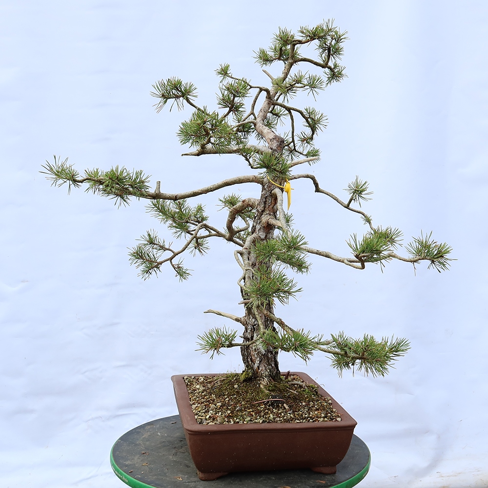 Pinus sylvestris Espagne - pin sylvestre