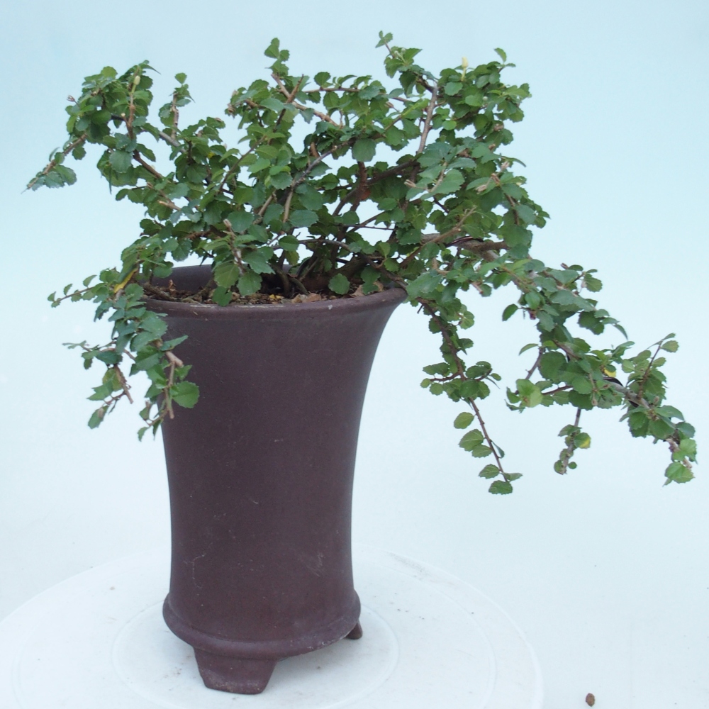 Bonsaï de chambre - Grewia sp. - Grewia malafolia