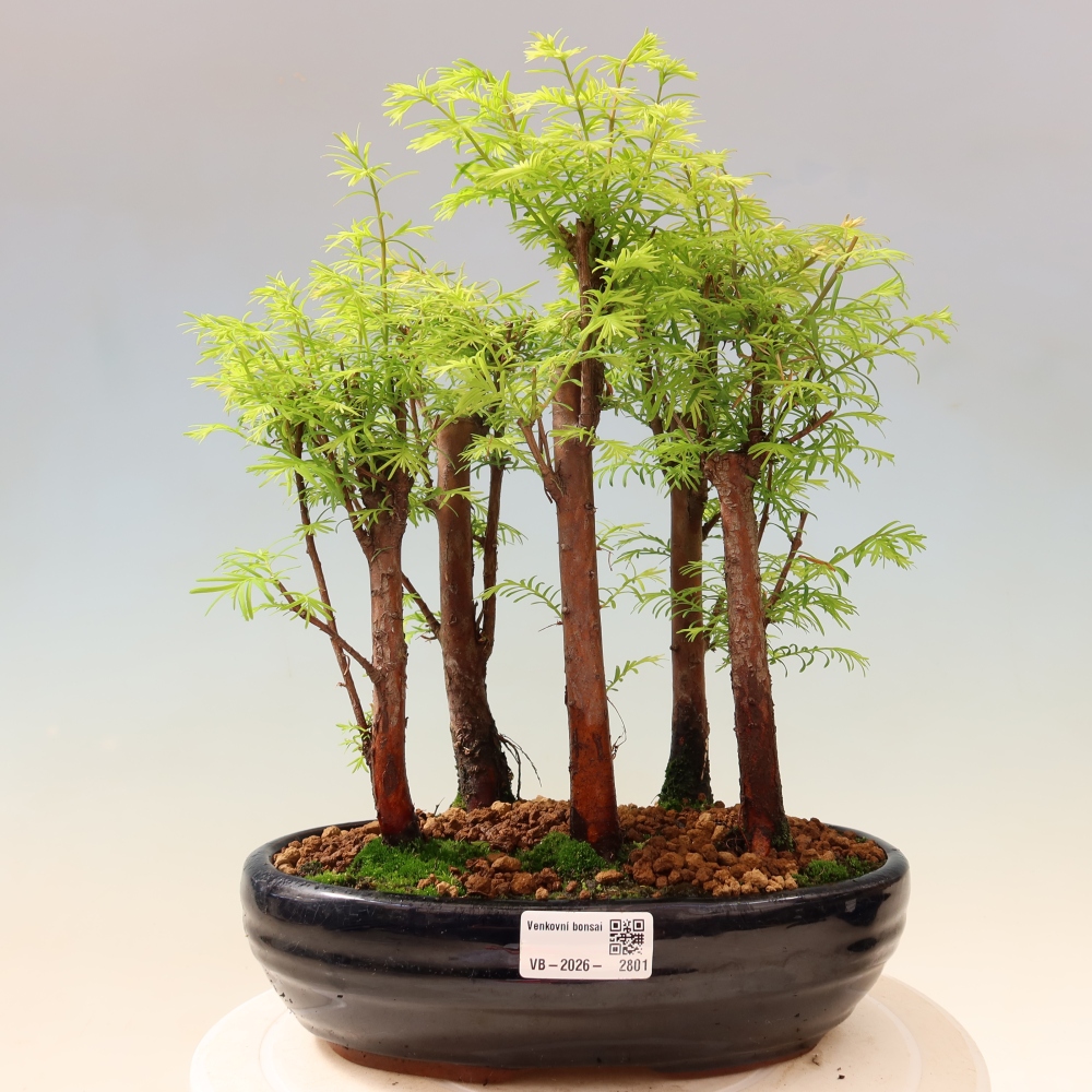 Bonsaï d'extérieur - Metasequoia glyptostroboides - Métaséquoia de Chine - petit bosquet