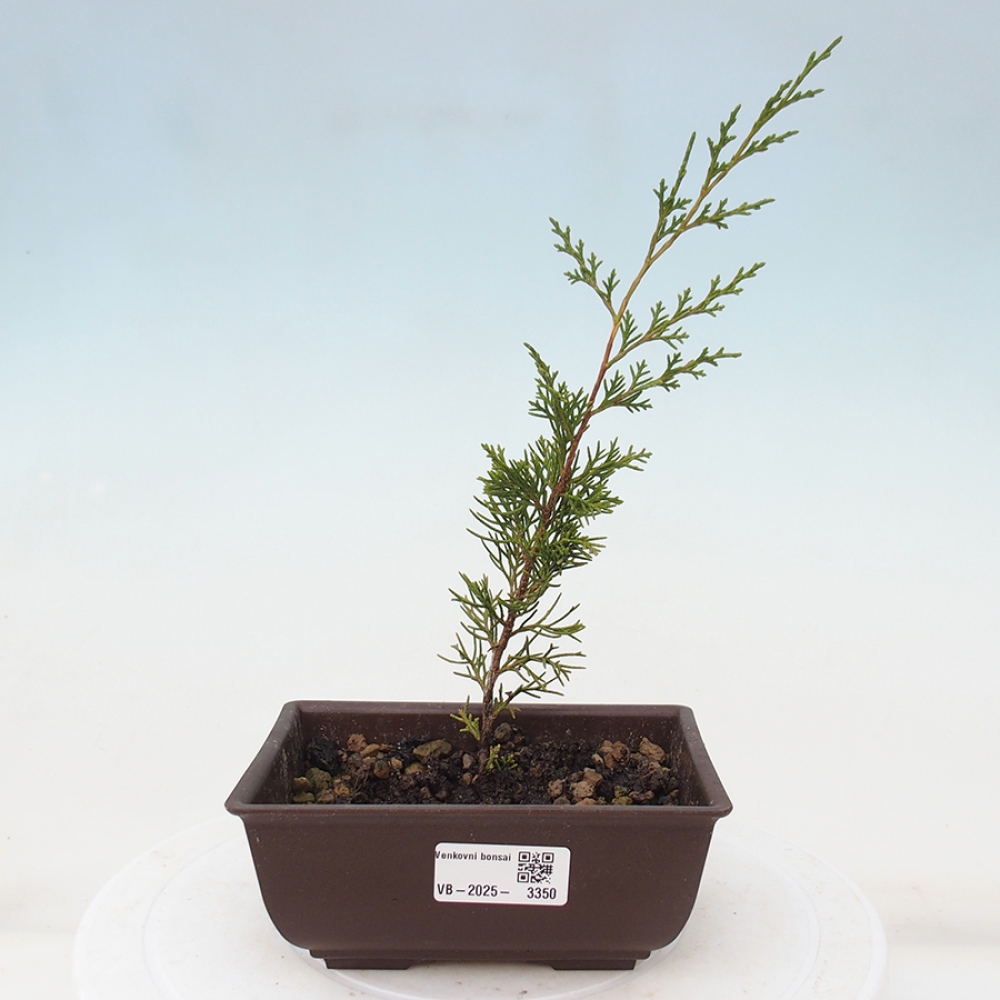 Bonsaï d'extérieur - Juniperus chinensis Itoigawa