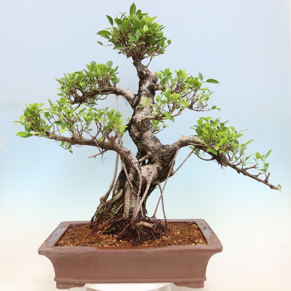 Salle bonsaï - Ficus kimmen - ficus à petites feuilles