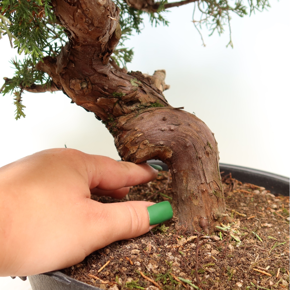 Bonsaï d'extérieur - Juniperus chinensis Itoigawa-Juniperus chinensis