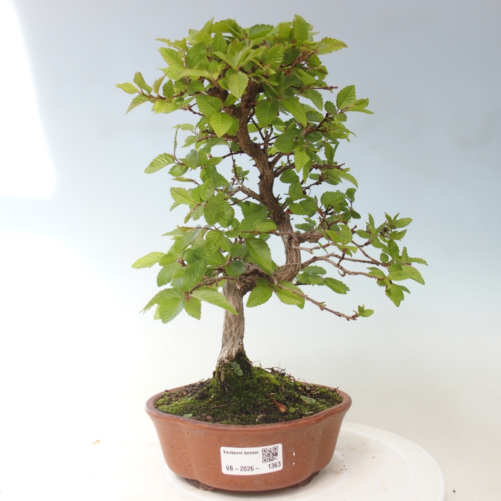 Bonsaï d'extérieur -Carpinus CARPINOIDES - Charme de Corée